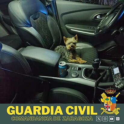 A imagem mostra Lucas, um cachorrinho Yorkshire, deitado no banco do carro.