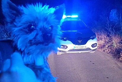 Autoridades encontram cachorro parado em estrada insistindo que eles o seguissem - era seu dono que precisava de ajuda
