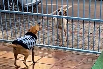Vira-lata caramelo força adoção em clínica e agora recebe visitas dos amigos da rua.