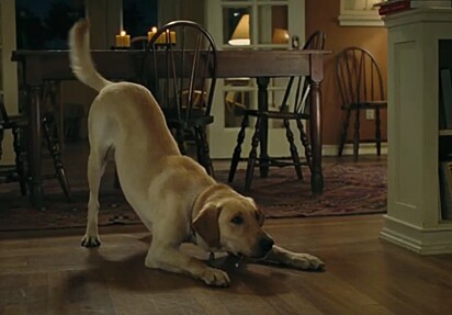 A imagem mostra o labrador Marley, do filme Marley & Eu (2008).