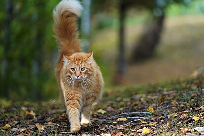 Menina resolve adotar gato laranja simpático encontrado em praça - até que mãe vê frase em sua coleira. Imagem ilustrativa de um gato laranja no parque.