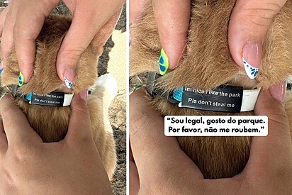 A imagem mostra a frase na coleira do gato.