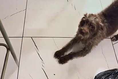 A cachorrinha Sharlot foi resgatada das ruas e hoje adotou filhotes órfãos.