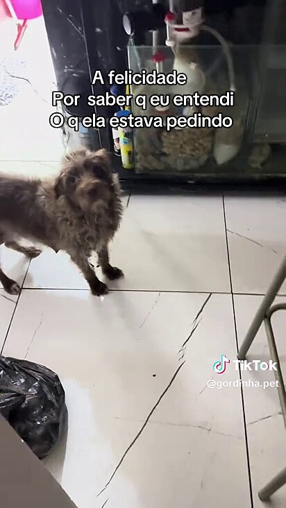 A cachorrinha dorme com a tutora e pede ajuda para ir amamentar.