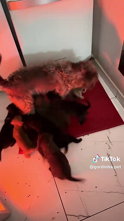Ela fica afastada pois são muitos filhotes.