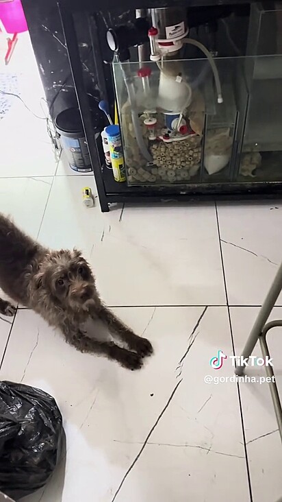 A cachorrinha Sharlot sabe o horário de amamentar.