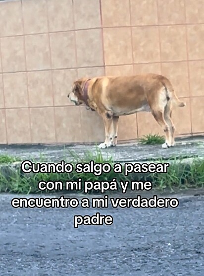 Vodka é uma cachorra da raça labrador, com nove anos de idade.