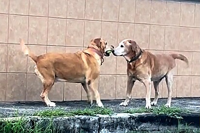 Cães lembram dos pais? Labrador reencontra seu pai biológico e vídeo com reação inusitada viraliza.