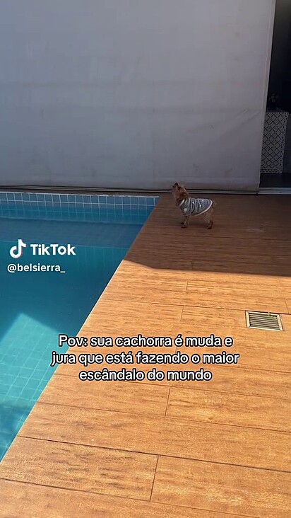 A cachorrinha continua empenhada em latir sempre que pode.