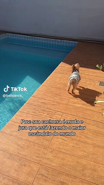 Lilly sempre se junta aos latidos da vizinhança.