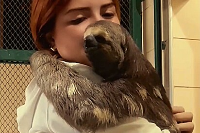 Veterinária cria laço com bicho-preguiça e recebe abraço de urso todos os dias.
