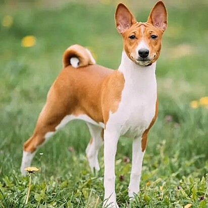 O Basenji é conhecido como o cão que não late.