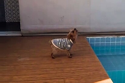 Lilly tem 11 anos e nasceu muda
