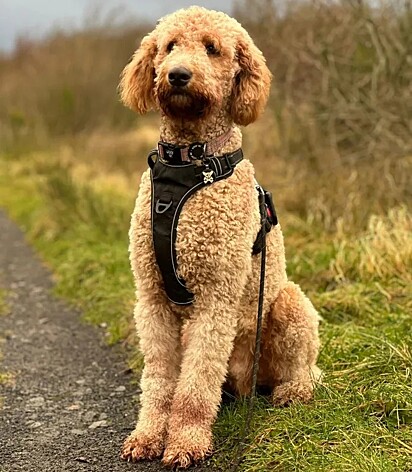 A imagem mostra Bobby, um cão Bernedoodle.