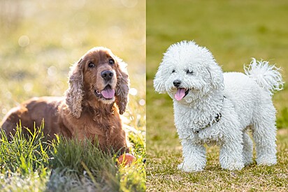 A imagem dividida ao meio mostra um cão da raça cocker spaniel (esquerda) e um cão da raça poodle (direita). Foto ilustrativa.