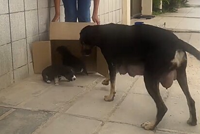 A cachorrinha Pretinha ficou muito feliz ao reencontrar dois de seus filhotes.