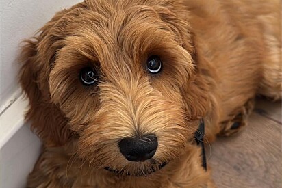 Jovem deixa seu filhote de labradoodle com os pais e não acredita nas fotos que recebe.