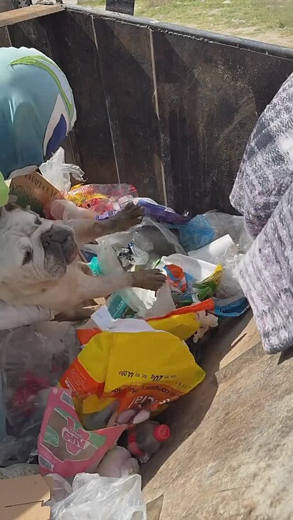 A cachorrinha da raça buldogue é abandonada dentro de uma caçamba de lixo.