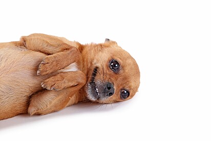 7 comportamentos completamente sem sentido dos cachorros.