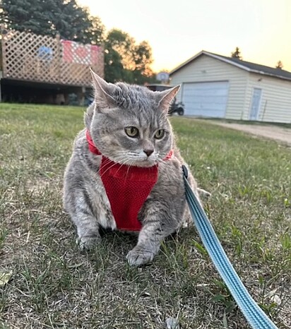 A gatinha Bertha entrou em uma dieta e passou a fazer caminhadas leves para melhorar sua saúde.