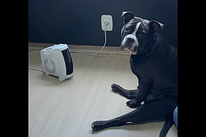 Conheça Jorge Afonso, cão American Bully friorento que se recusa a sair de perto da estufa.