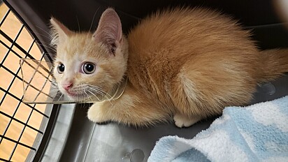 O gatinho Luigi foi encontrado com uma garrafa de vidro presa em seu pescoço.