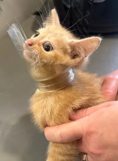 O gatinho Luigi foi levado ao abrigo de animais com uma garrafa de vidro presa em seu pescoço.