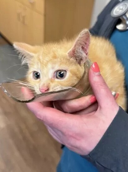 O gatinho Luigi precisou ser sedado para a remoção da garrafa de seu pescoço.