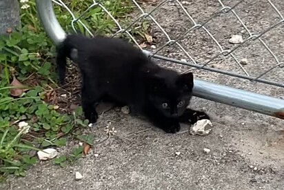 Gatinha de rua que não tinha nada além de pedras para brincar finalmente ganha seus próprios brinquedos.