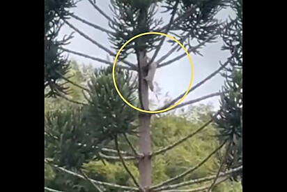 Irara Branca: Animal raríssimo é visto em parque do rio de janeiro e internautas o apelidam de urso polar em miniatura