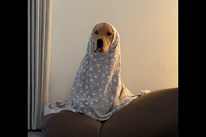 Donos de golden retriever trazem trabalhadores para casa e a reação do pet não é das melhores.