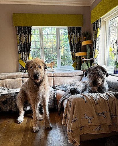 Arlo e Merlin, dois cães da raça Irish Wolfhound ou Lébreu Irlandês.