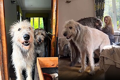 Cachorro fiapo de manga gigante ou lobisomem? Cães de raça pouco vista viralizam online
