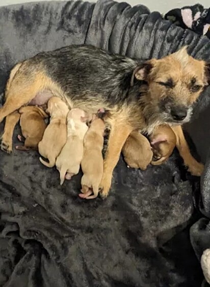 A cachorrinha foi acolhida e conseguiu ter uma gestação tranquila.