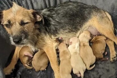 A cachorrinha sobreviveu ao furacão e permaneceu amorosa.