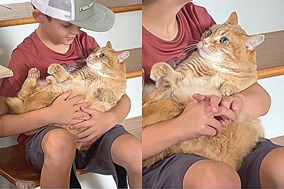 Gato laranja que passou por muitos traumas e desenvolveu TOC só se acalma quando é abraçado por menino.