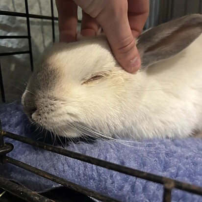 O coelhinho foi levado ao veterinário para receber os primeiros cuidados e estabilizar seu estado de saúde.