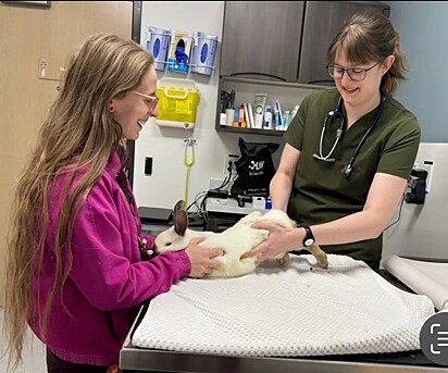Lindsay Macaulay procurou uma veterinária especializada em coelhos para dar continuidade ao tratamento e garantir os cuidados adequados que Puddles precisava.