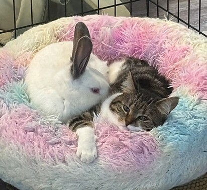 O coelhinho Puddles e o gatinho Wren se tornaram grandes amigos.