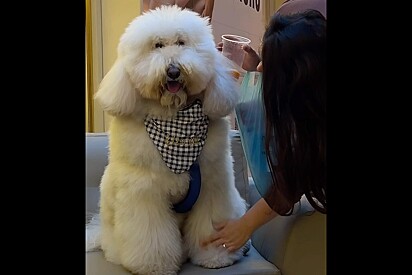 Poodle vai ao shopping e para tudo por onde passa com seu tamanho impressionante.