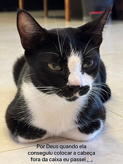 A gatinha mãe. Uma frajola.