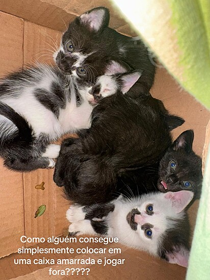A gatinha mãe e seus cinco filhotes foram abandonados dentro de uma caixa.