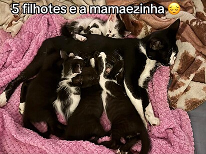 Tatiana resgatou a mãezinha e seus filhotes.