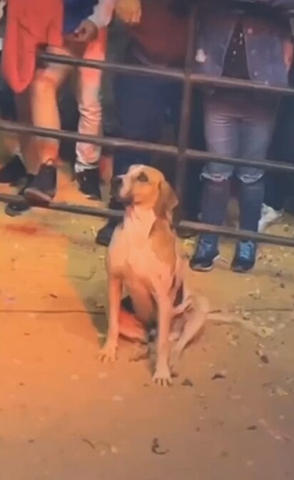 O cão vira-lata caramelo não tirava os olhos do palco durante o show.