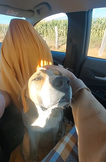 Cachorro Jeová indo até sua nova família.