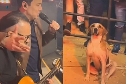 Esposa de cantor sertanejo se emociona com vira-lata caramelo que não tirou os olhos do palco; Mais tarde ela recebe a melhor surpresa