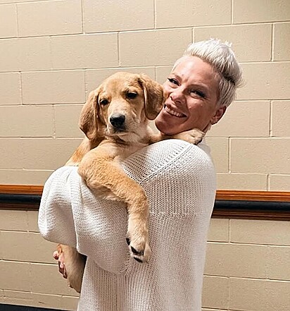Cantora P!nk segurando o cãozinho Graham Cracker.