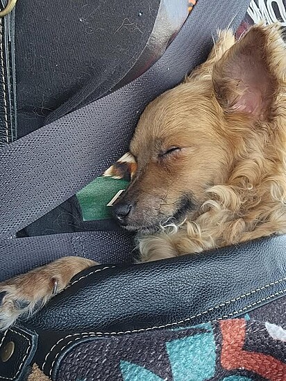 Darby é um vira-lata caramelo muito dócil e simpático e que adora sonecas.