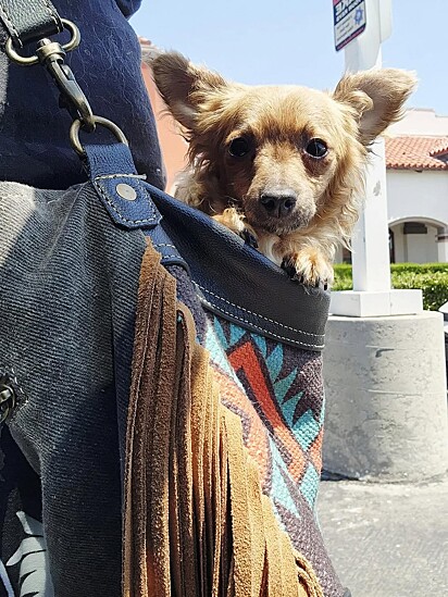 Darby adora ser carregado dentro da bolsa.