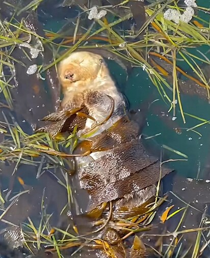 Uma lontra-marinha dormindo enrolada em uma alga. 